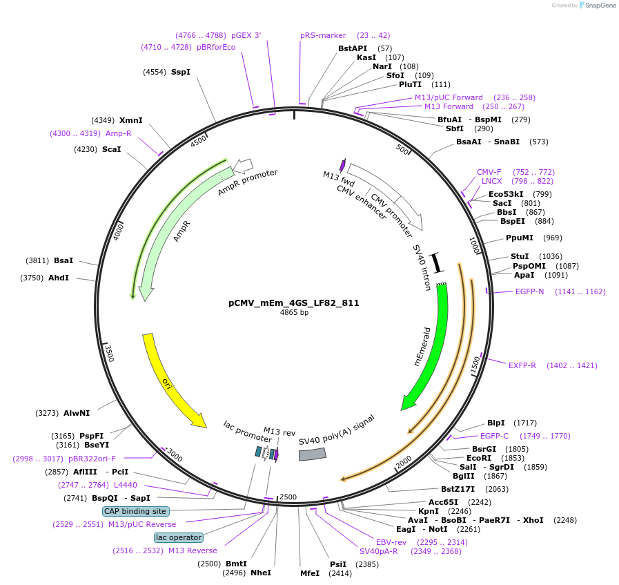 100398-plasmid-map-sequence-id-209362