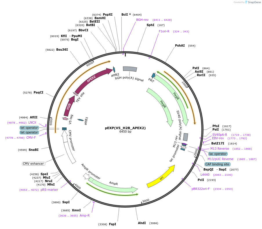 107597-plasmid-map-sequence-id-209369