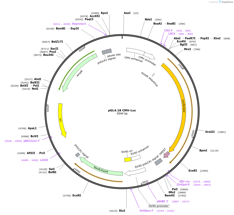 100984-plasmid-map-sequence-id-209376