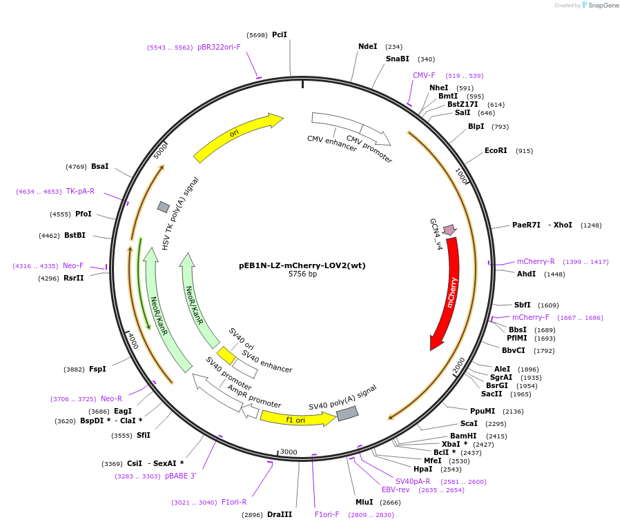107693-plasmid-map-sequence-id-209378