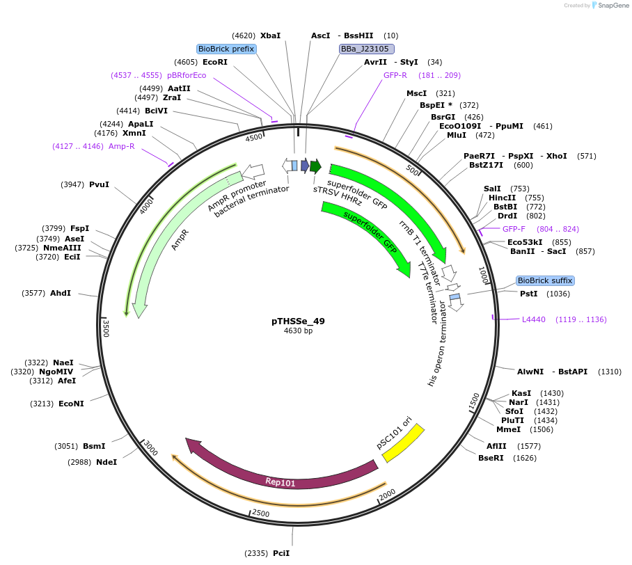 109247-plasmid-map-sequence-id-209379