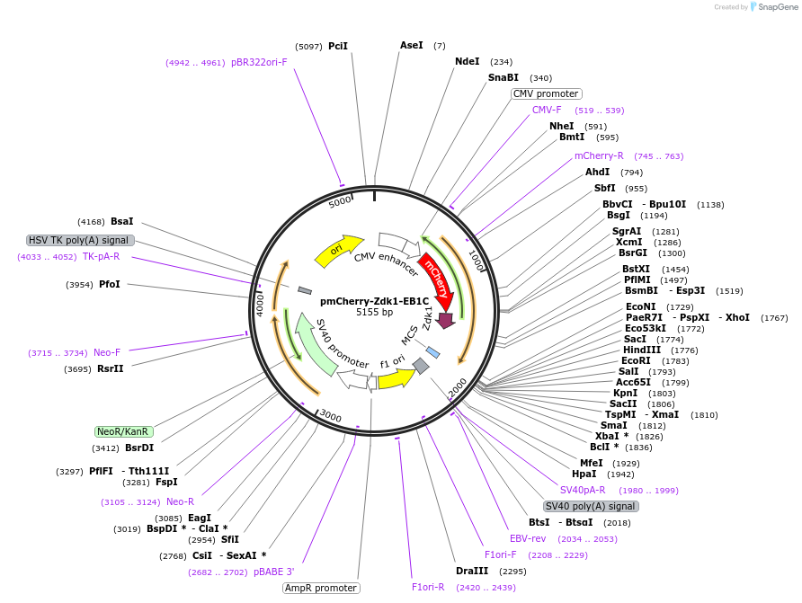 107695-plasmid-map-sequence-id-209380