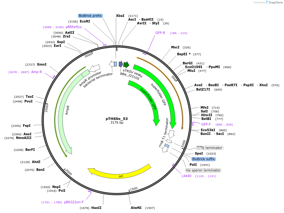109251-plasmid-map-sequence-id-209381