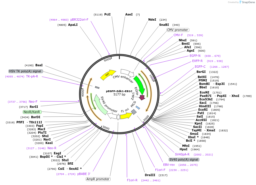 107696-plasmid-map-sequence-id-209382
