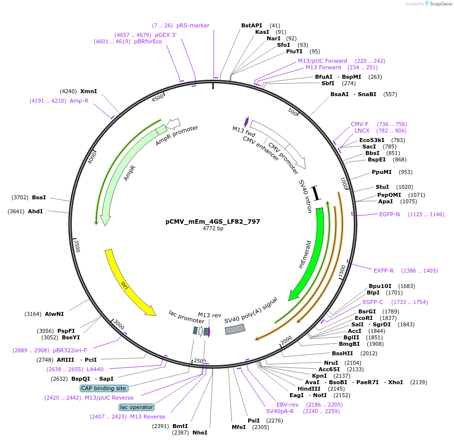 100400-plasmid-map-sequence-id-209383