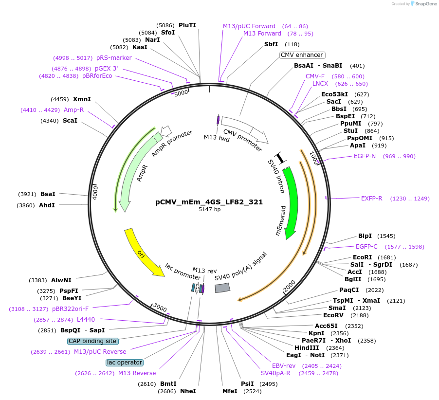 100334-plasmid-map-sequence-id-209384