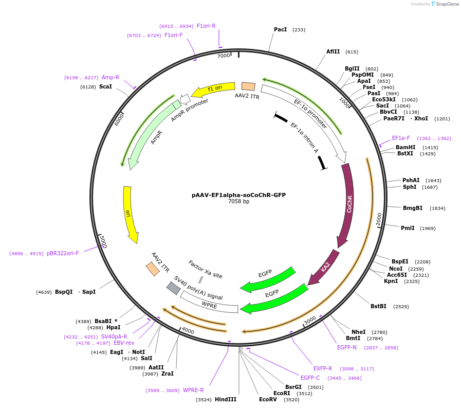 107709-plasmid-map-sequence-id-209388