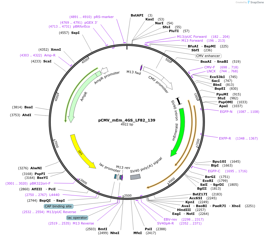100402-plasmid-map-sequence-id-209390