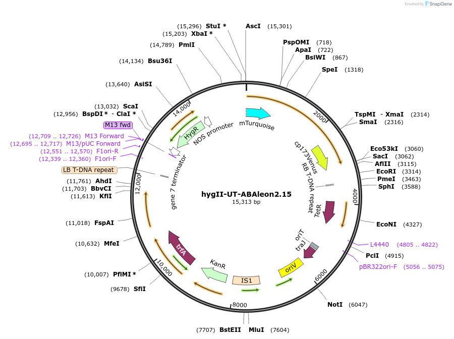 106983-plasmid-map-sequence-id-209392