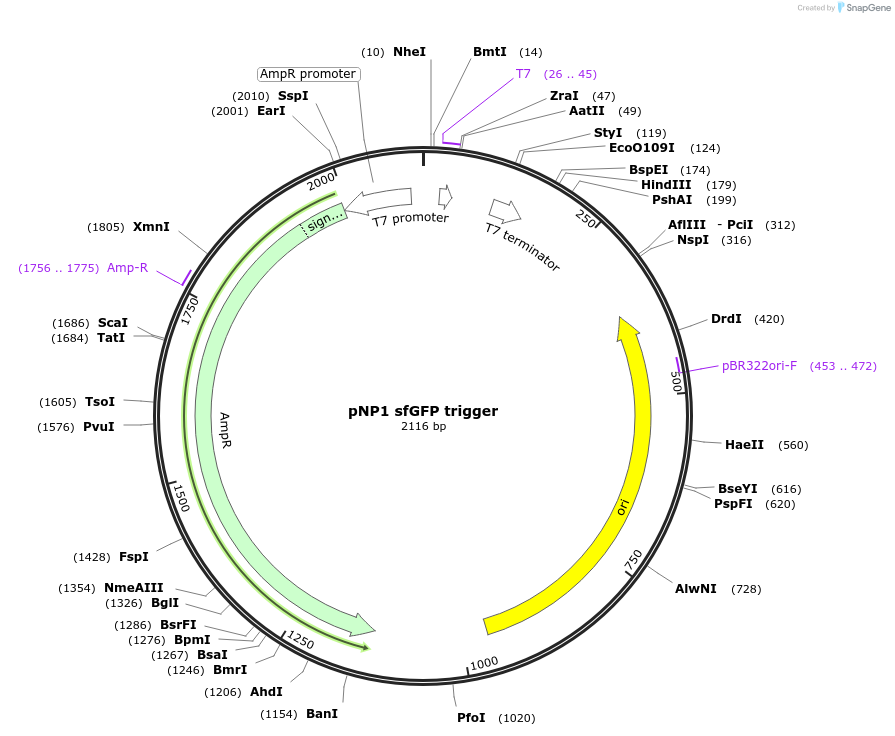 107359-plasmid-map-sequence-id-209395