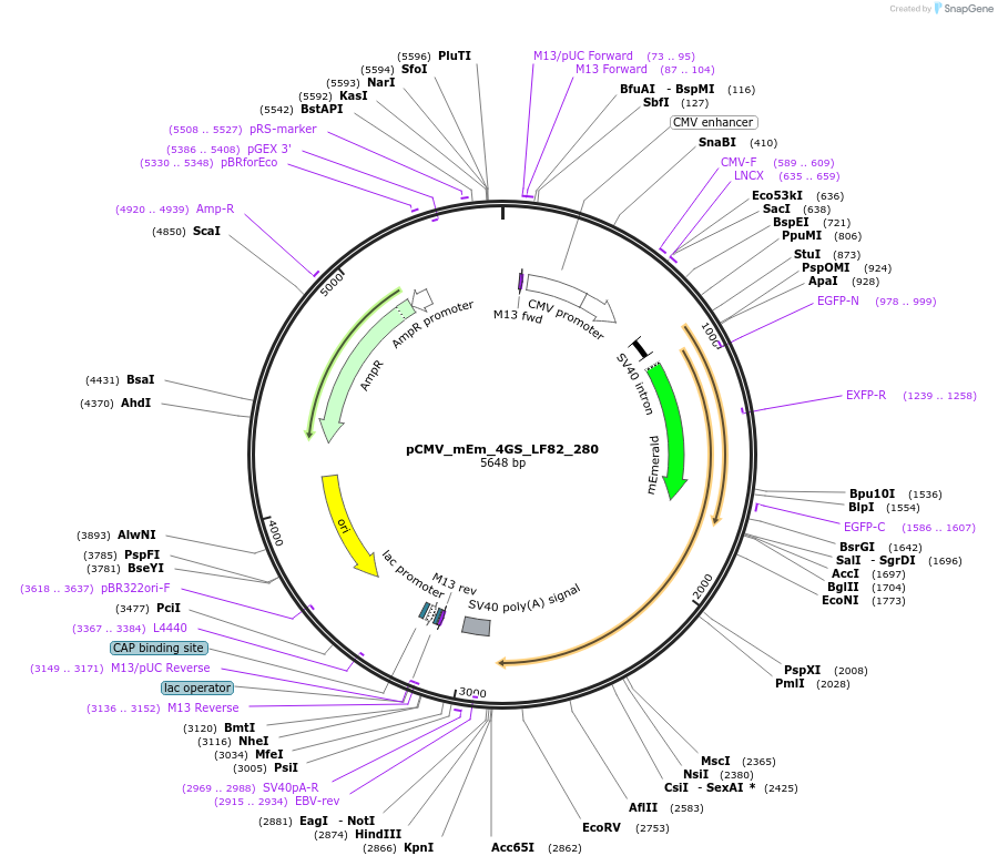 100403-plasmid-map-sequence-id-209396