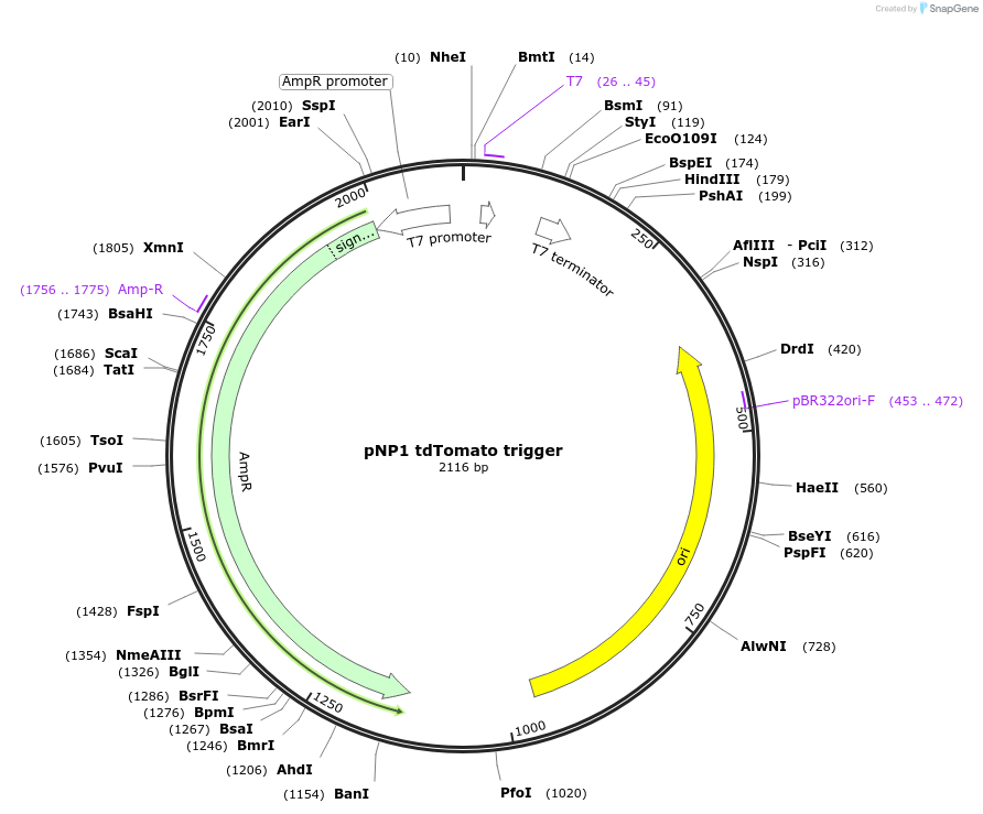 107358-plasmid-map-sequence-id-209399