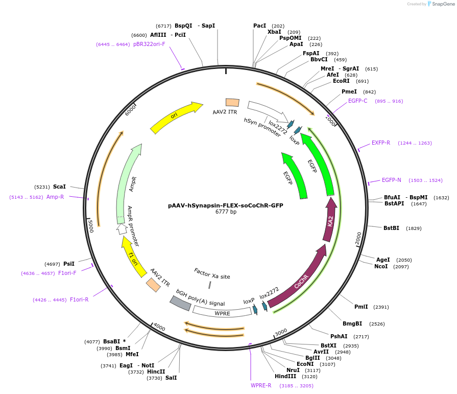 107712-plasmid-map-sequence-id-209402