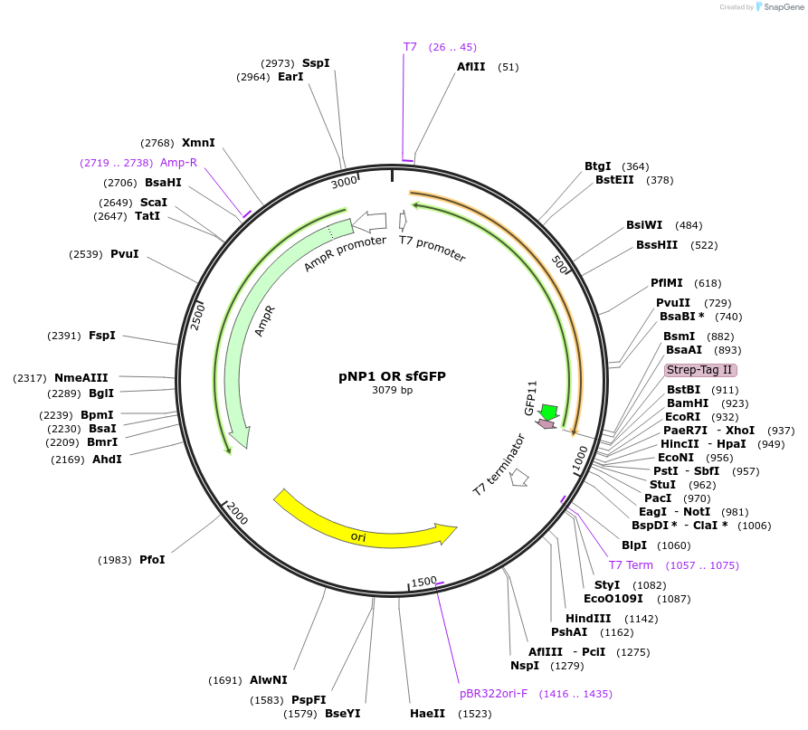 107364-plasmid-map-sequence-id-209404