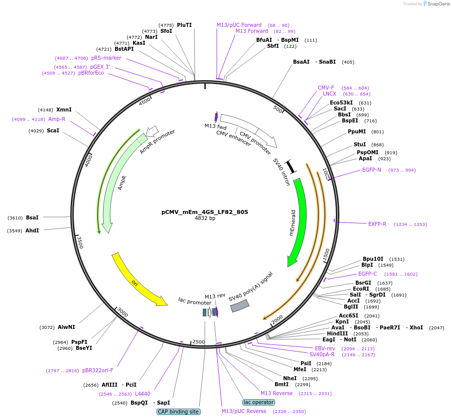 100404-plasmid-map-sequence-id-209407
