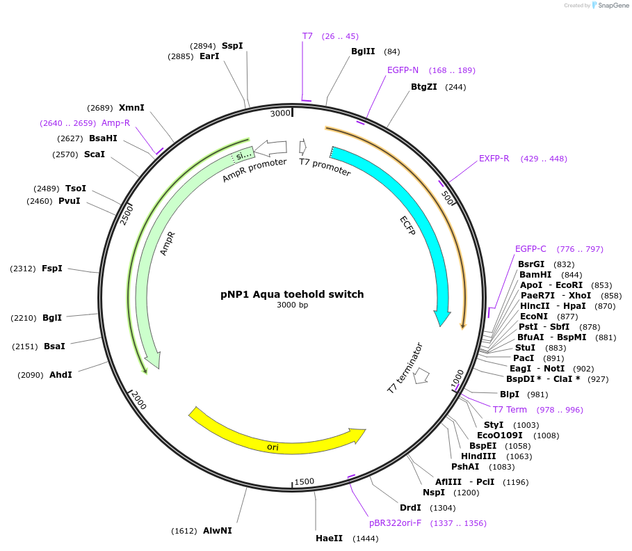 107356-plasmid-map-sequence-id-209410