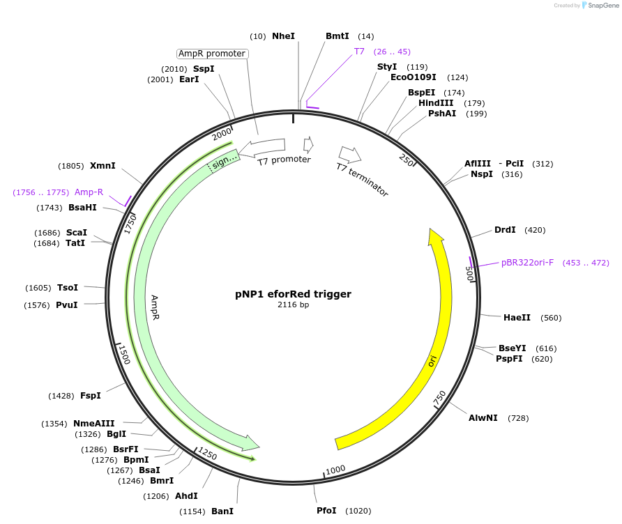 107357-plasmid-map-sequence-id-209414
