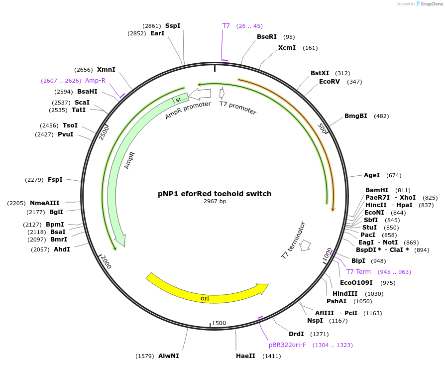 107353-plasmid-map-sequence-id-209417