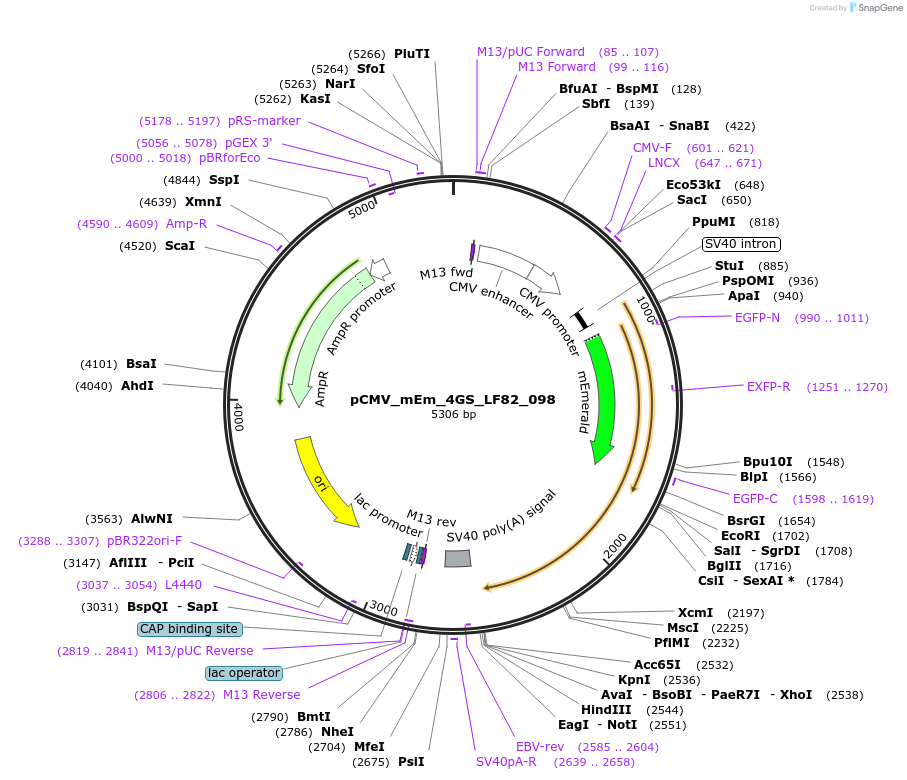 100399-plasmid-map-sequence-id-209418