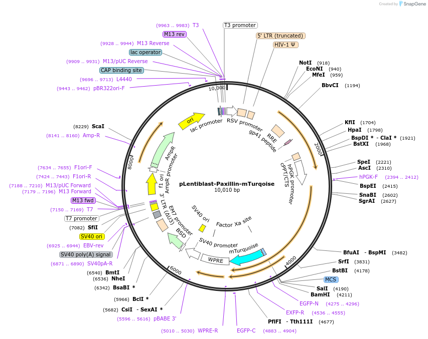 74206-plasmid-map-sequence-id-209420