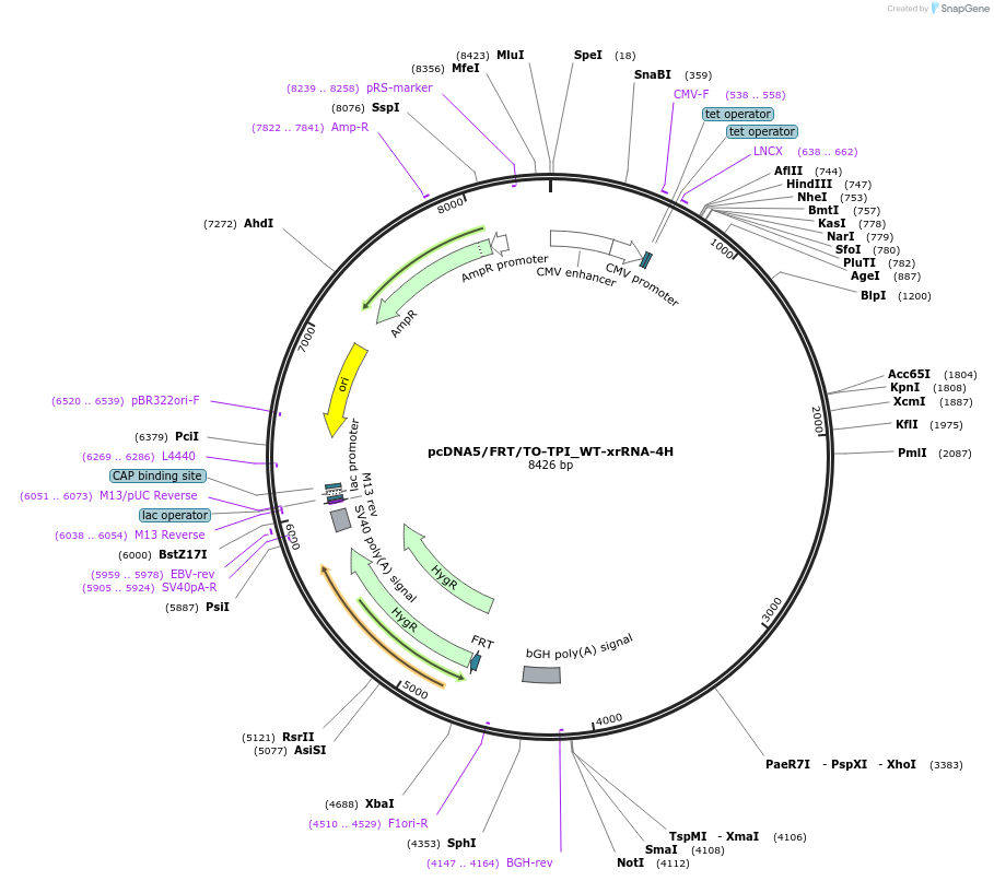 108377-plasmid-map-sequence-id-209424