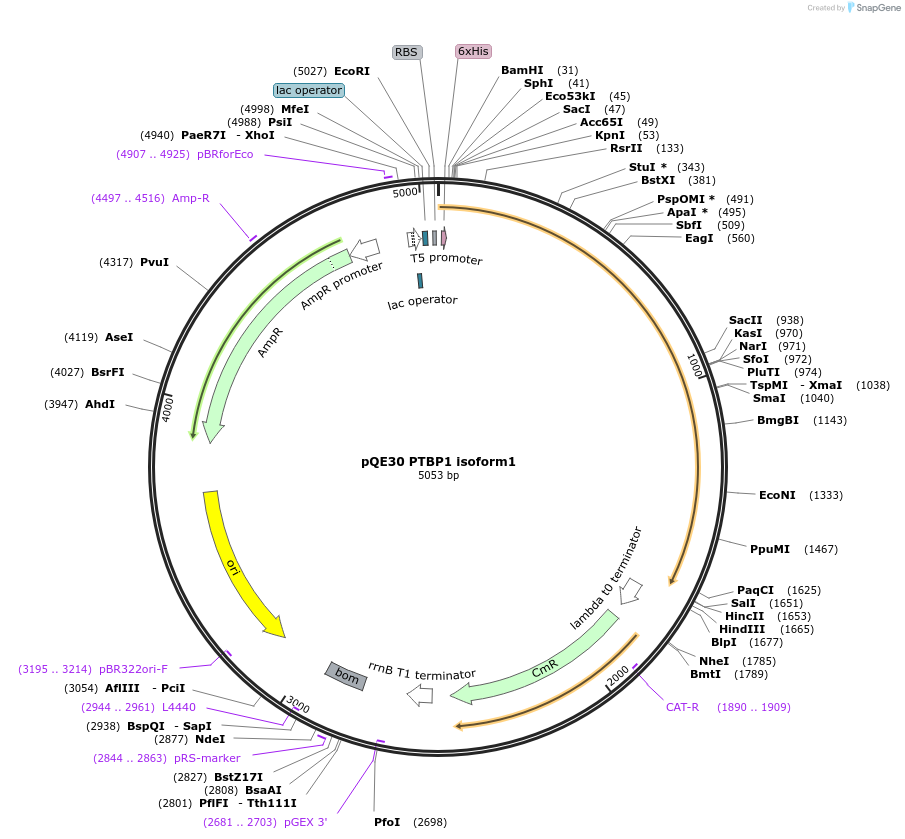 108591-plasmid-map-sequence-id-209431