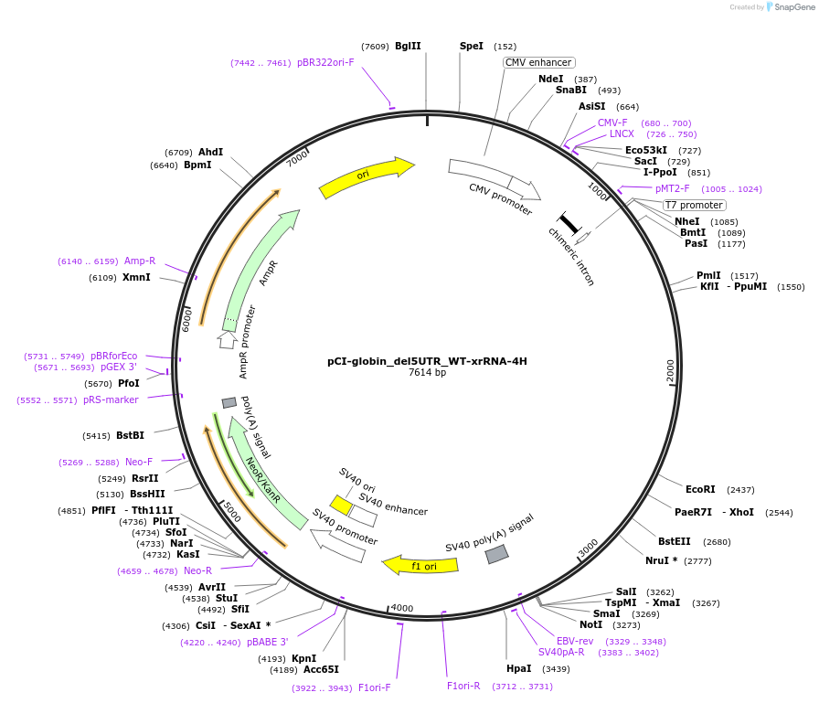 108366-plasmid-map-sequence-id-209433