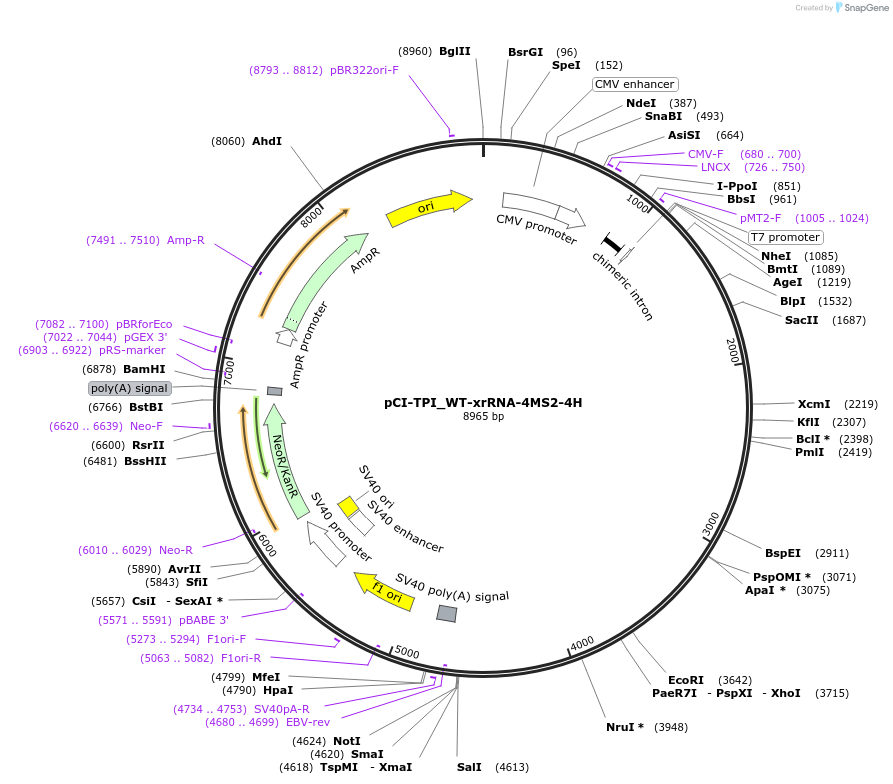 108370-plasmid-map-sequence-id-209434