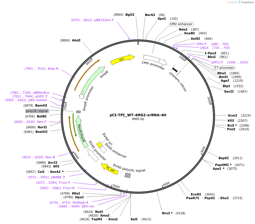 108371-plasmid-map-sequence-id-209436