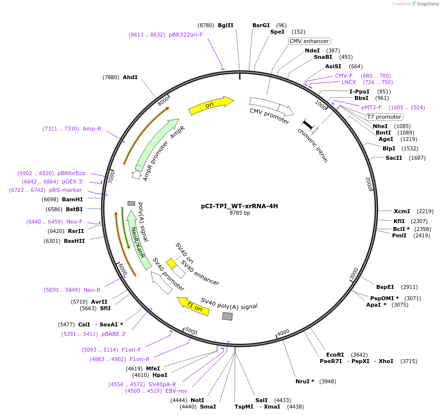 108368-plasmid-map-sequence-id-209437