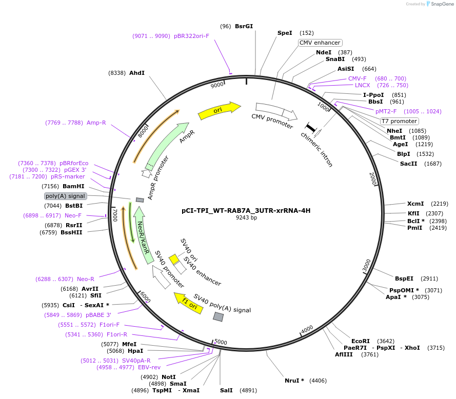 108372-plasmid-map-sequence-id-209438