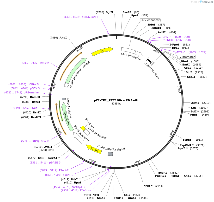 108369-plasmid-map-sequence-id-209440