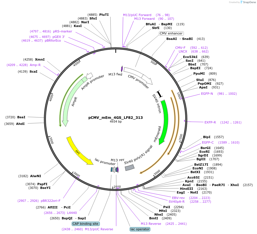 100405-plasmid-map-sequence-id-209442