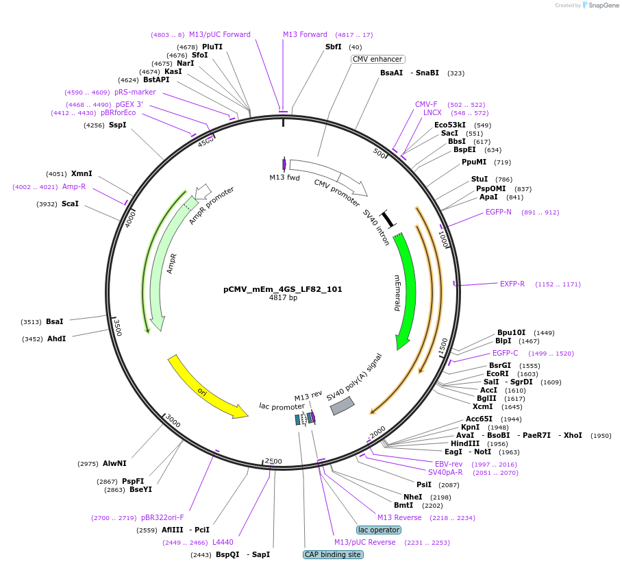 100307-plasmid-map-sequence-id-209443