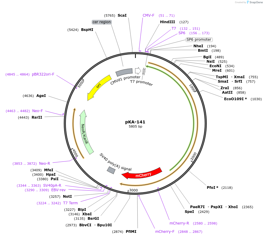 79832-plasmid-map-sequence-id-209444