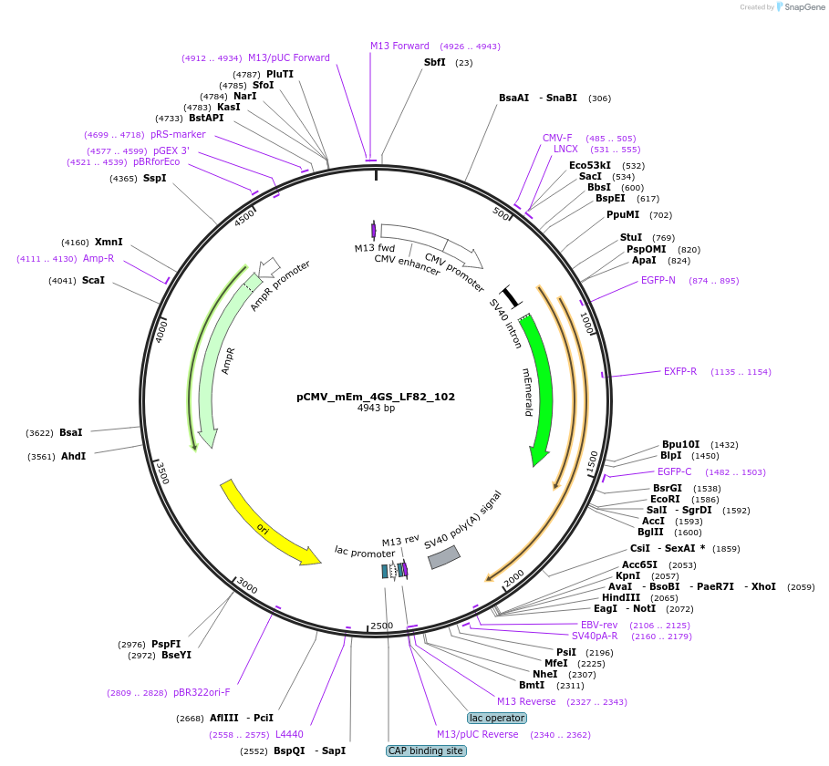 100308-plasmid-map-sequence-id-209445