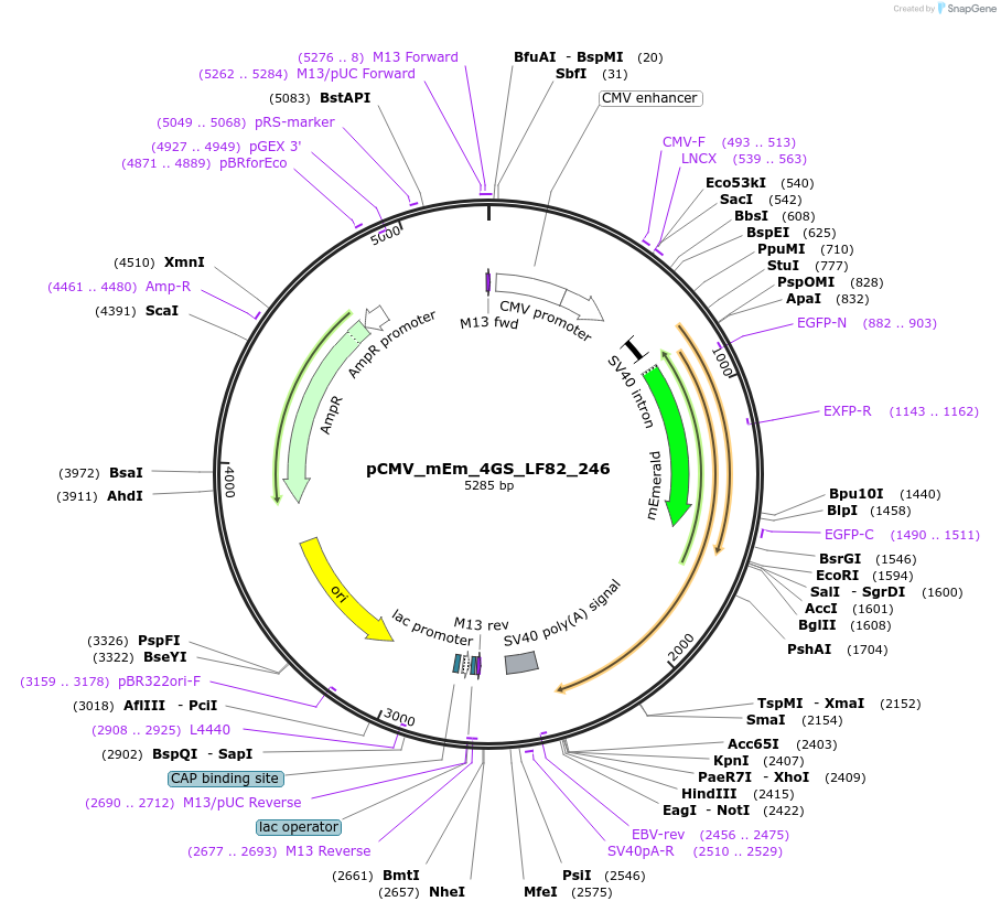 100309-plasmid-map-sequence-id-209446