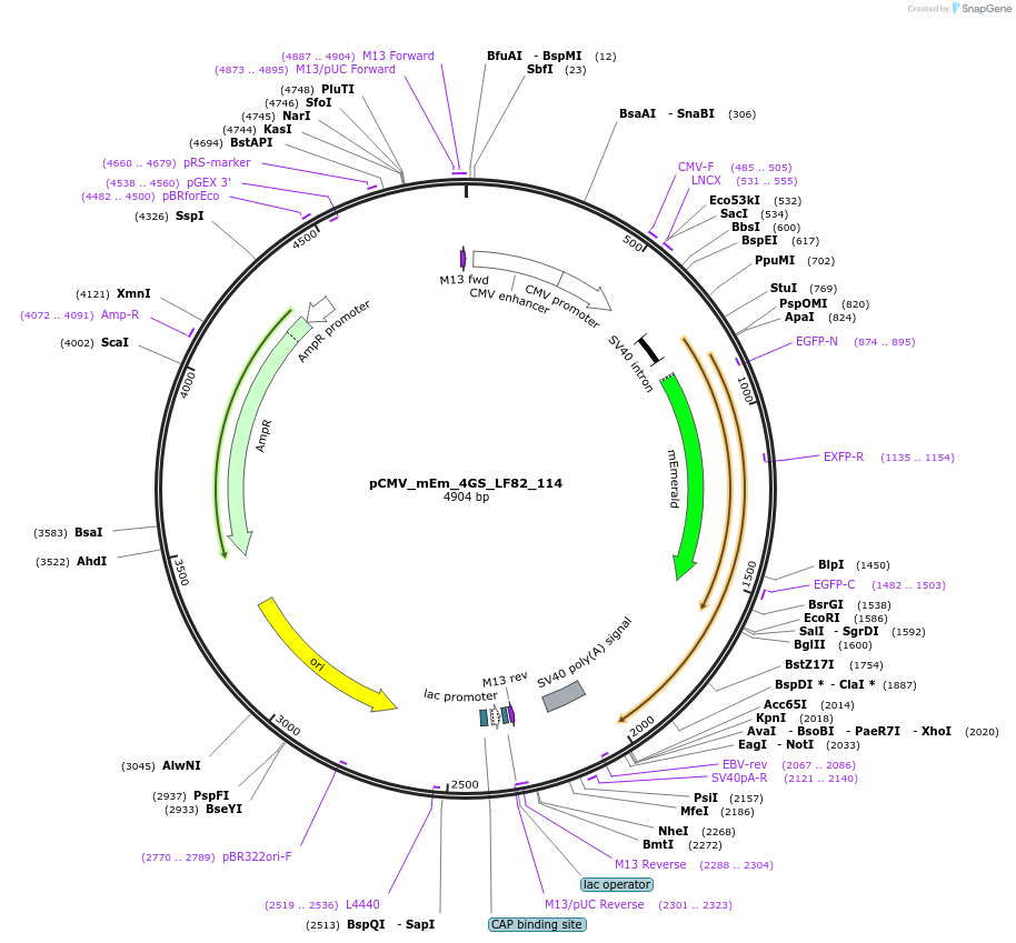 100312-plasmid-map-sequence-id-209448
