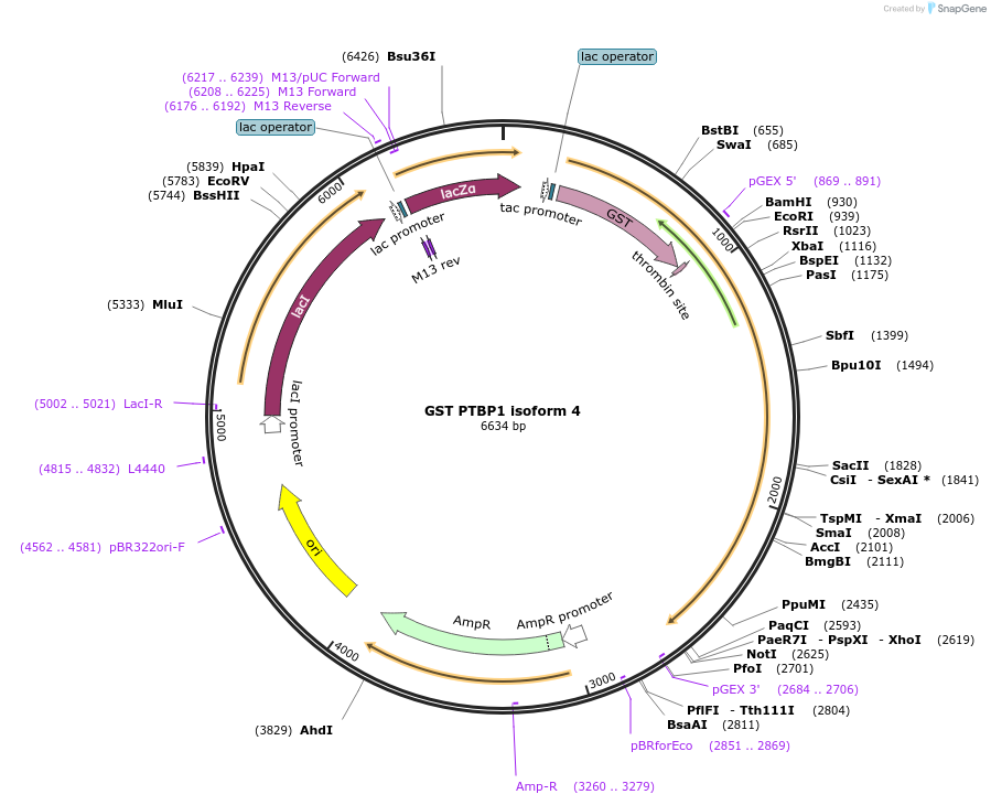 108594-plasmid-map-sequence-id-209451