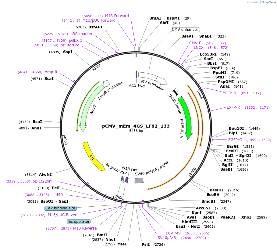 100314-plasmid-map-sequence-id-209453