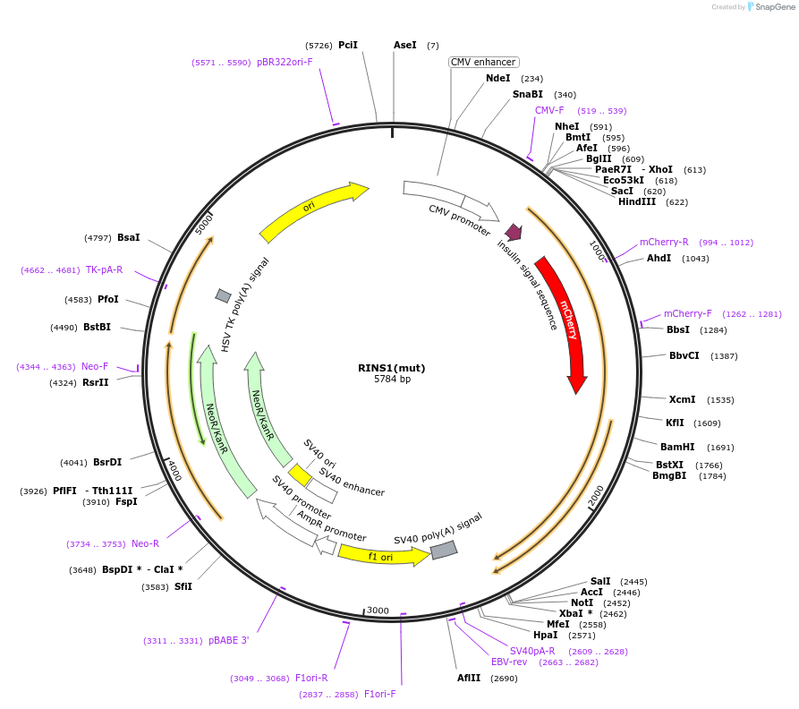 107291-plasmid-map-sequence-id-209471