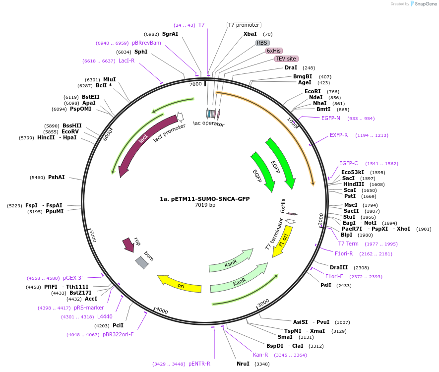 107292-plasmid-map-sequence-id-209472