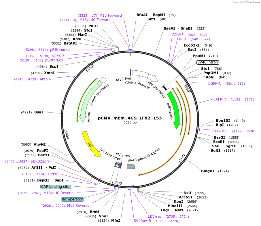 100317-plasmid-map-sequence-id-209475