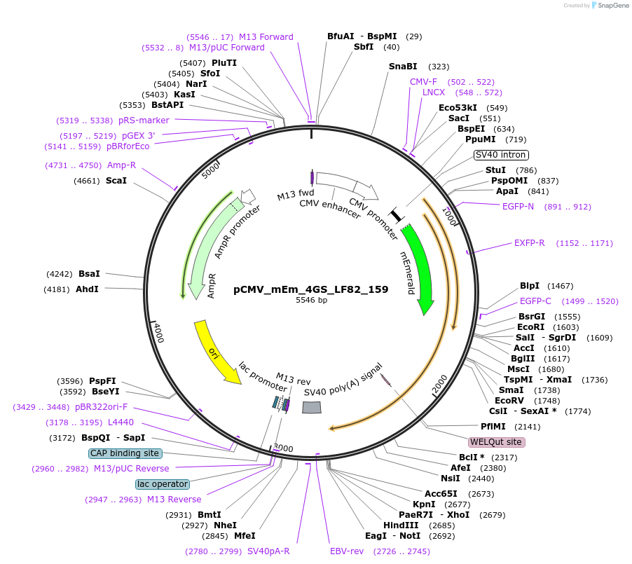 100318-plasmid-map-sequence-id-209476