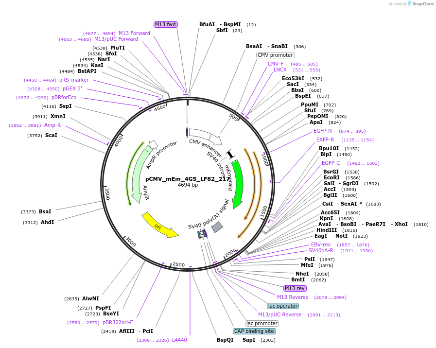 100319-plasmid-map-sequence-id-209477
