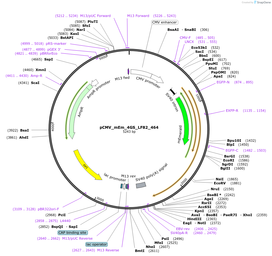 100320-plasmid-map-sequence-id-209478