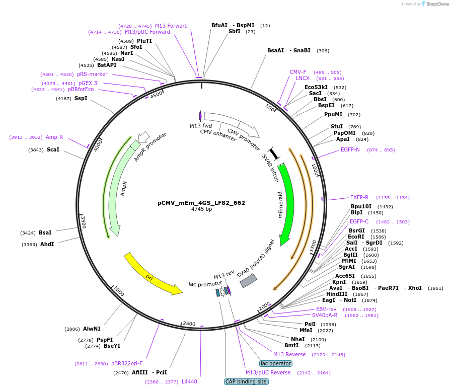 100326-plasmid-map-sequence-id-209484