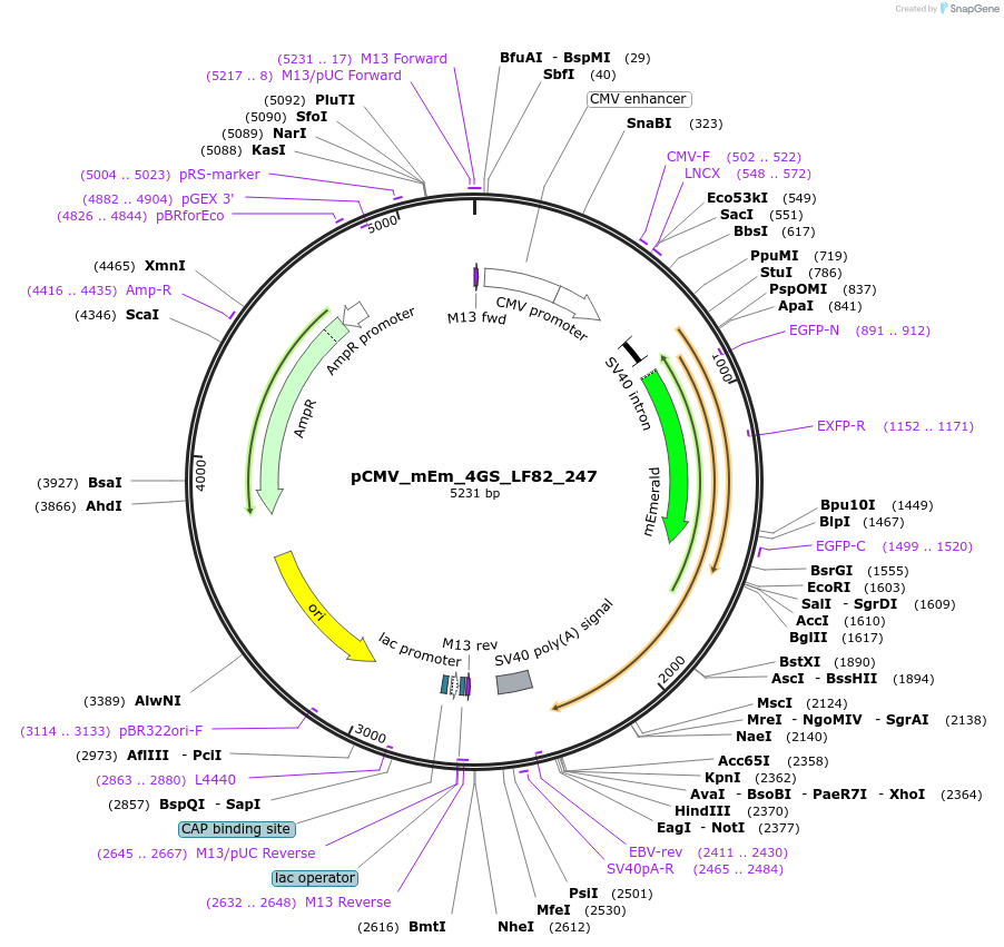 100327-plasmid-map-sequence-id-209486