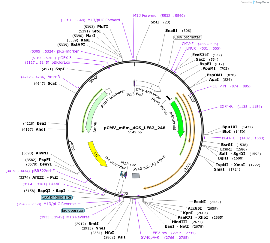 100328-plasmid-map-sequence-id-209487