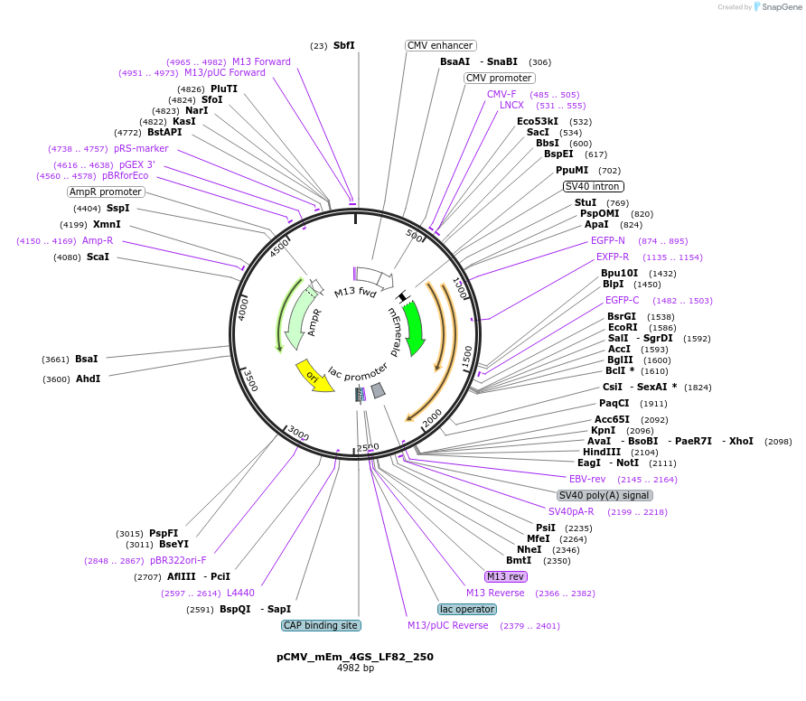 100329-plasmid-map-sequence-id-209488